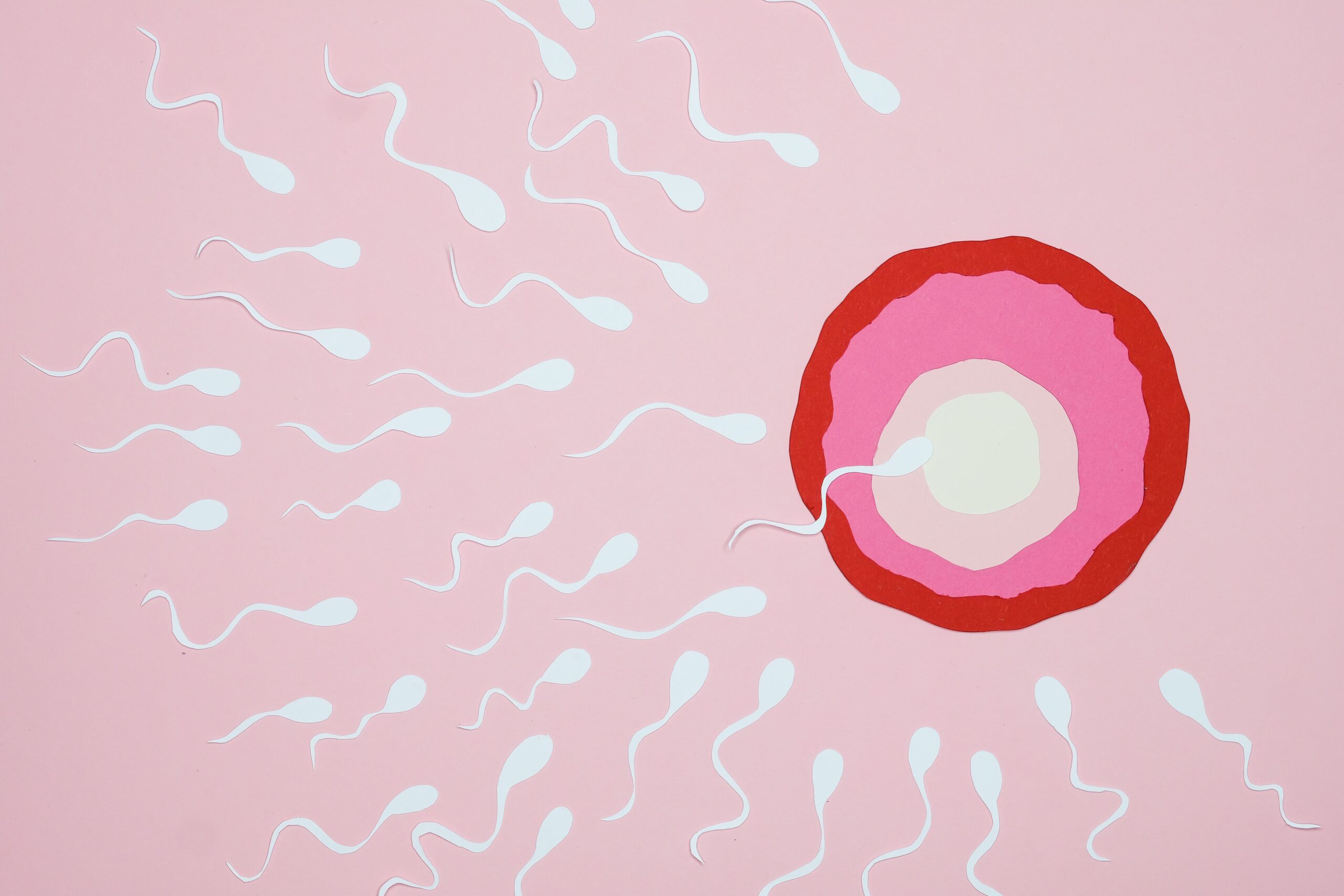 Illustration de spermatozoïdes se dirigeant vers un ovule